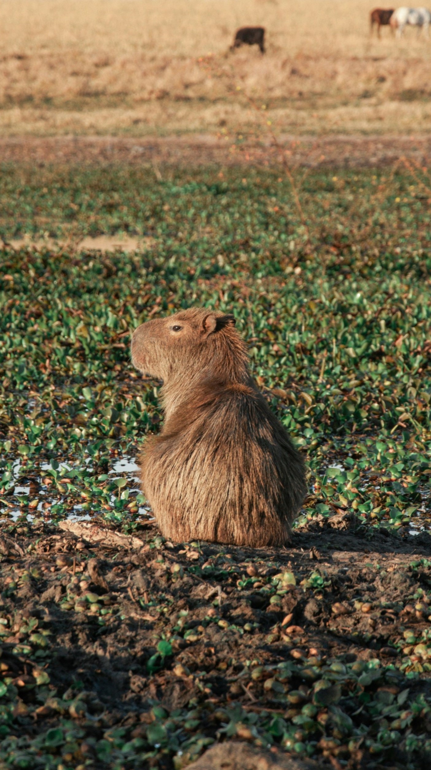 Capybara on a grass field